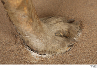 Striped Hyena Hyaena hyaena foot 0025.jpg